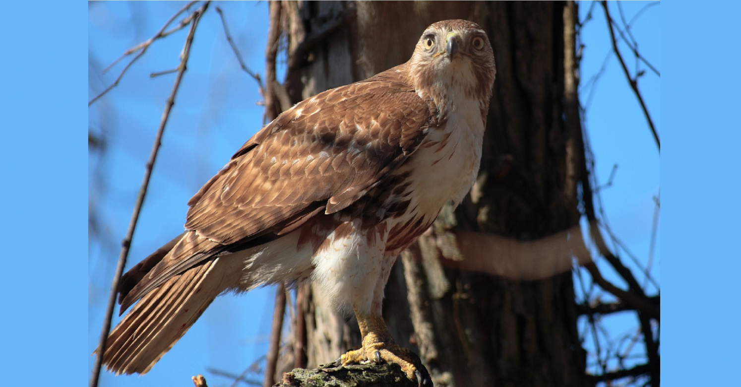 bioPGH Blog: The Young Hawk's Call | Phipps Conservatory and Botanical  Gardens | Pittsburgh PA