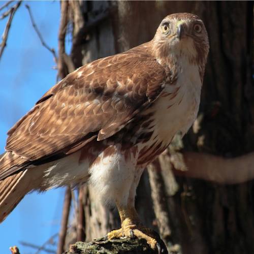 #bioPGH Blog: The Young Hawk’s Call