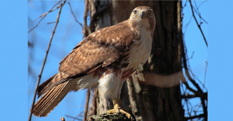 #bioPGH Blog: The Young Hawk’s Call #bioPGH Blog: The Young Hawk’s Call