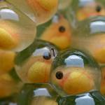#bioPGH Blog: Eggs, Eggs, Eggs!