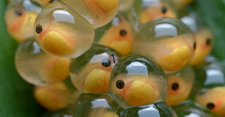 #bioPGH Blog: Eggs, Eggs, Eggs! #bioPGH Blog: Eggs, Eggs, Eggs!