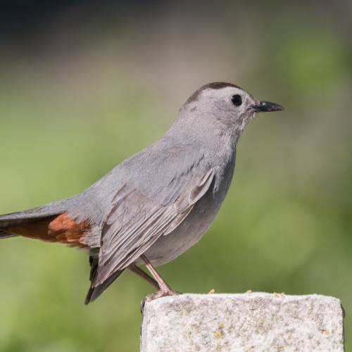 #bioPGH Blog: Mockingbird or Catbird?