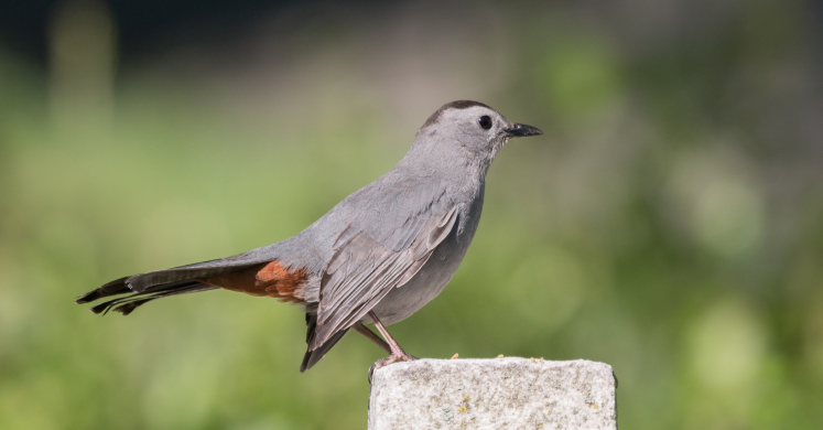 #bioPGH Blog: Mockingbird or Catbird?