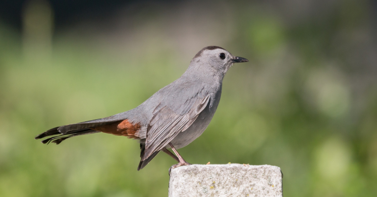 #bioPGH Blog: Mockingbird or Catbird? #bioPGH Blog: Mockingbird or Catbird?