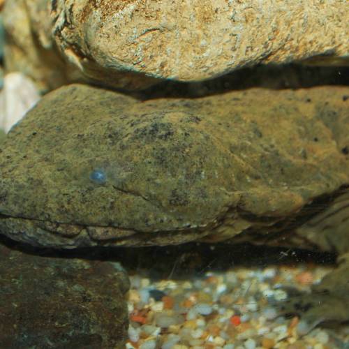 #bioPGH: Meet Pennsylvania’s State Amphibian!