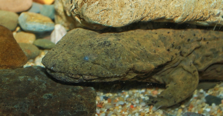 #bioPGH: Meet Pennsylvania’s State Amphibian! #bioPGH: Meet Pennsylvania’s State Amphibian!