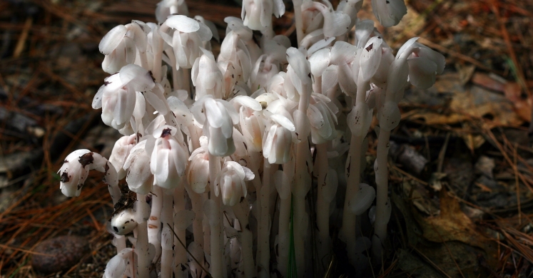 #bioPGH Blog: The Plant Without Chlorophyll #bioPGH Blog: The Plant Without Chlorophyll