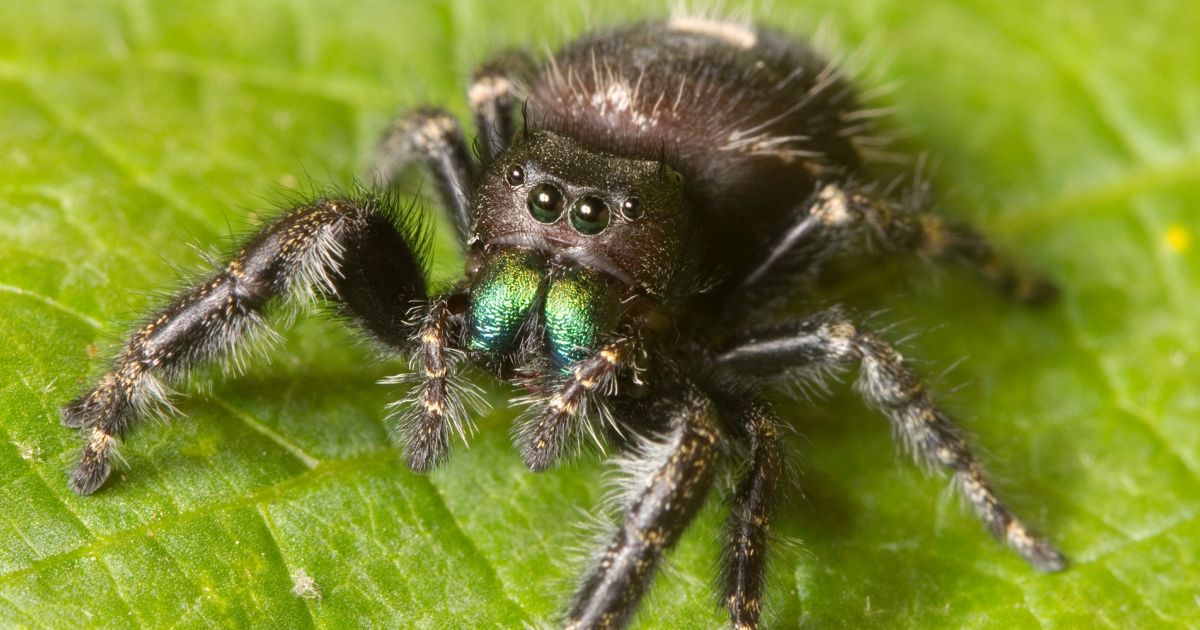 The Jumping Spider Isn't the Only Spider That Jumps in Denton
