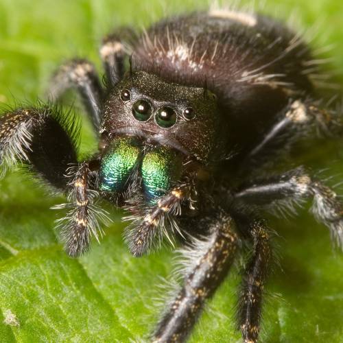 #bioPGH Blog: Leaping for Jumping Spiders!