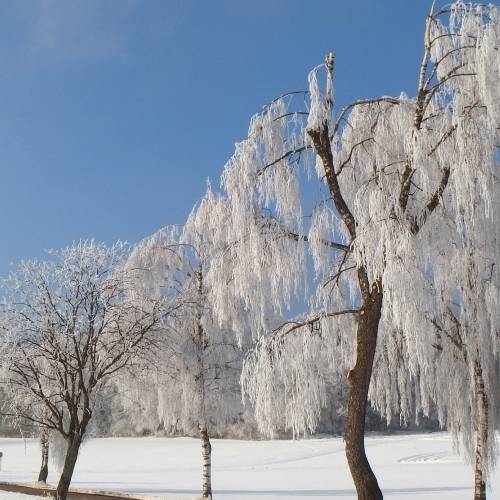 #bioPGH Blog: Trees in the Winter