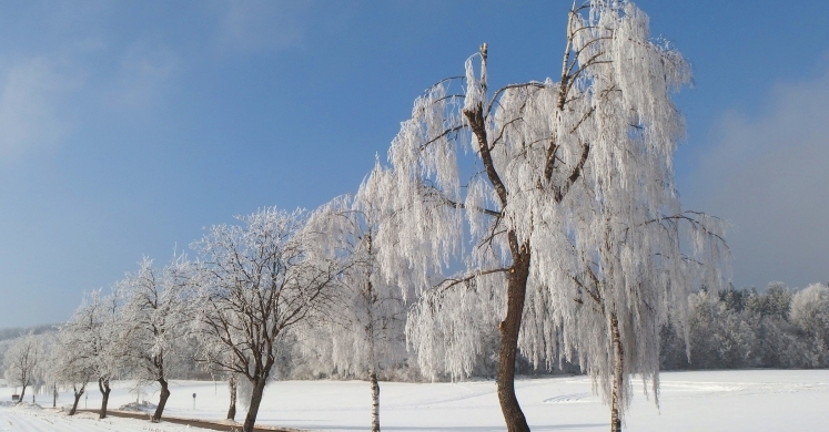 #bioPGH Blog: Trees in the Winter
