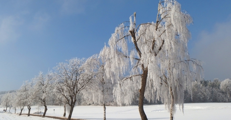 #bioPGH Blog: Trees in the Winter #bioPGH Blog: Trees in the Winter