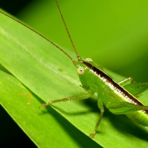 #bioPGH Blog: Katydids, Crickets, or Grasshoppers?