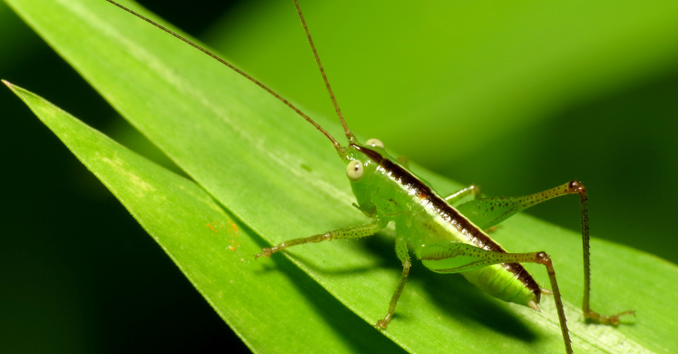 #bioPGH Blog: Katydids, Crickets, or Grasshoppers?