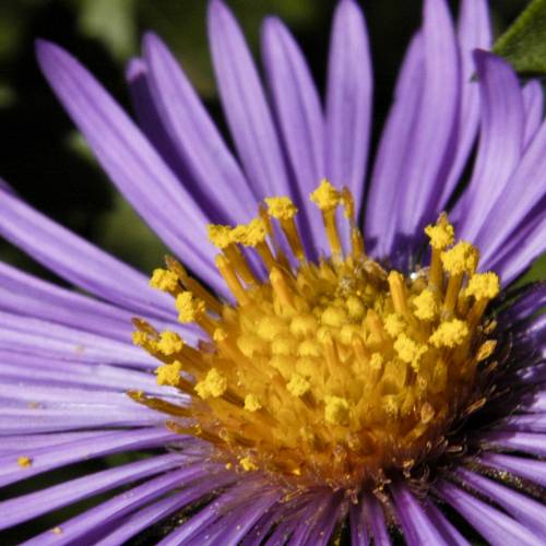 #bioPGH: New England Aster