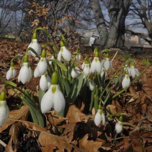 #bioPGH Blog: Snowdrops