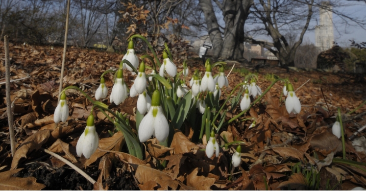 #bioPGH Blog: Snowdrops #bioPGH Blog: Snowdrops