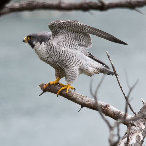 #bioPGH Blog: Peregrine Falcons