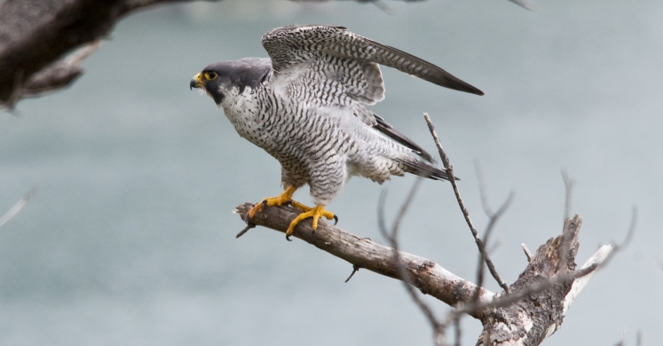 #bioPGH Blog: Peregrine Falcons