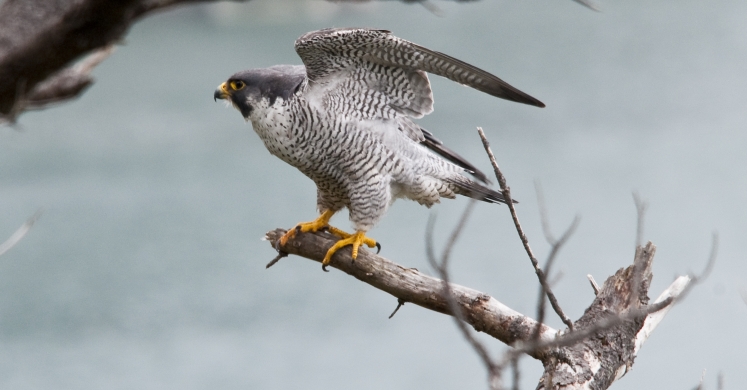 #bioPGH Blog: Peregrine Falcons #bioPGH Blog: Peregrine Falcons