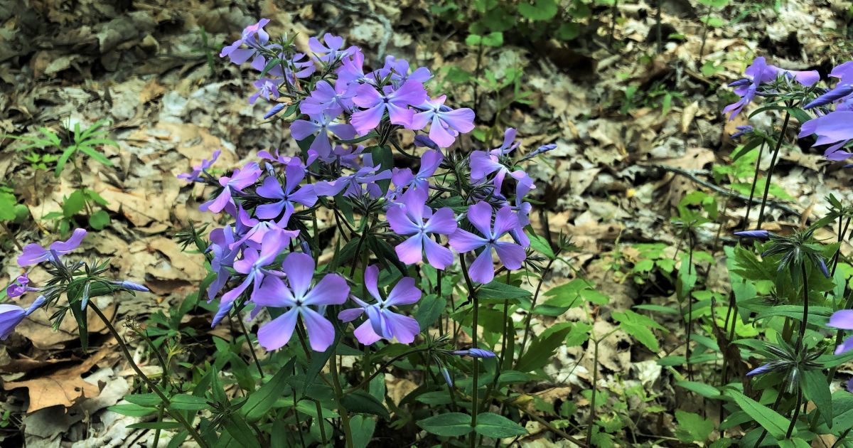 bioPGH Blog: Baffling Blossoms - Of Wood Phlox and Dame's Rocket