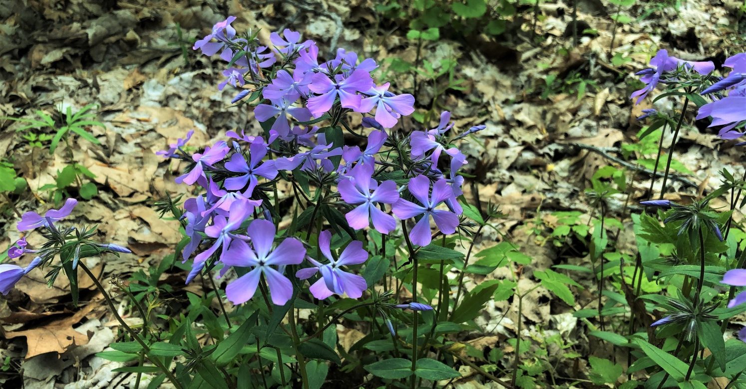 bioPGH Blog: Baffling Blossoms - Of Wood Phlox and Dame's Rocket