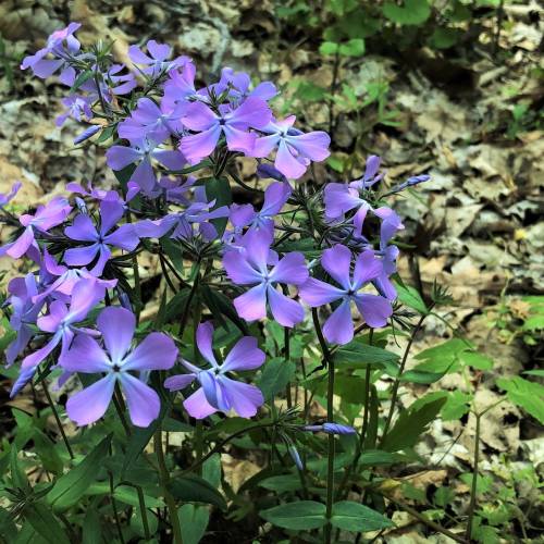#bioPGH Blog: Baffling Blossoms - Of Wood Phlox and Dame’s Rocket