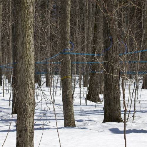 #bioPGH Blog: Maple Syrup Season