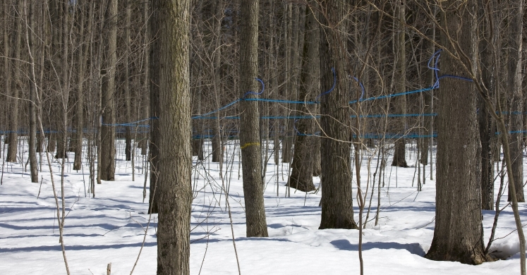 #bioPGH Blog: Maple Syrup Season #bioPGH Blog: Maple Syrup Season