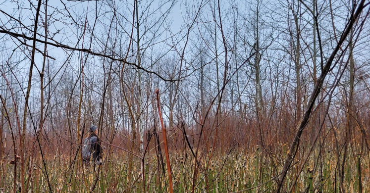 #bioPGH Blog: Birders in the Mist