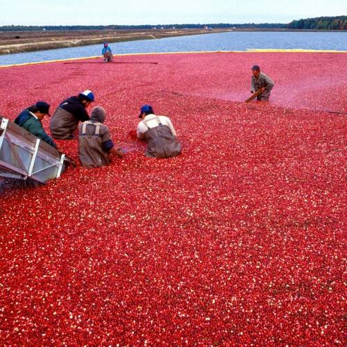 #bioPGH Blog: Curious Cranberries