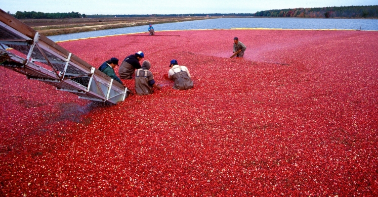 #bioPGH Blog: Curious Cranberries