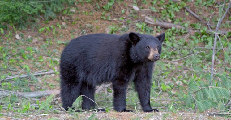 #bioPGH Blog: Drowsy December: Hibernation, Acorns and Bears, Oh My!