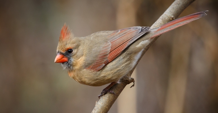 #bioPGH Blog: A Seasonal Tradition of Citizen Science