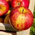 #bioPGH Blog: Apples – The Origin Story