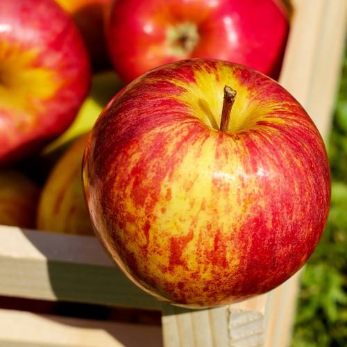 #bioPGH Blog: Apples – The Origin Story