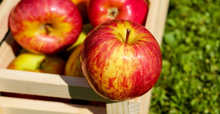 #bioPGH Blog: Apples – The Origin Story