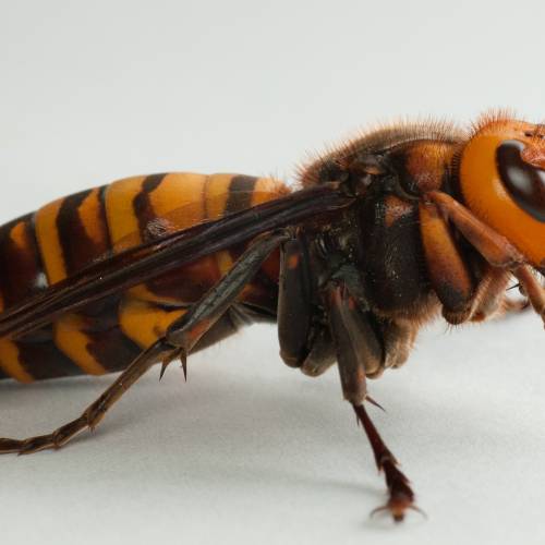 #bioPGH Blog: Murder Hornets, Bullfrogs, and Other Globetrotters