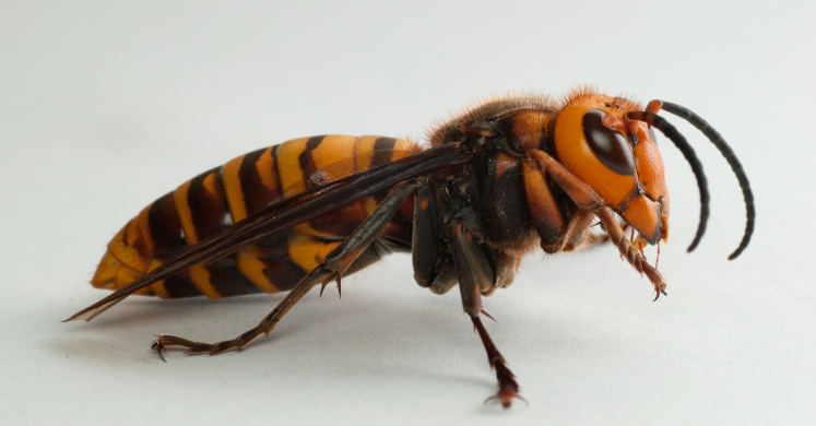 #bioPGH Blog: Murder Hornets, Bullfrogs, and Other Globetrotters #bioPGH Blog: Murder Hornets, Bullfrogs, and Other Globetrotters