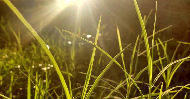#bioPGH Blog: The Photosynthesis Conundrum