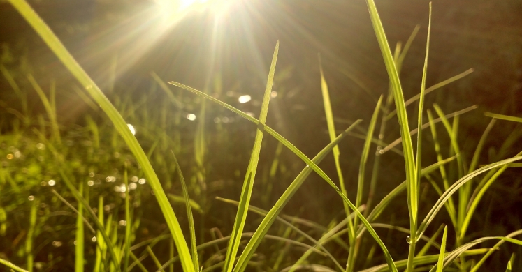 Greener Gardening: Watering in The Summer Heat Greener Gardening: Watering in The Summer Heat