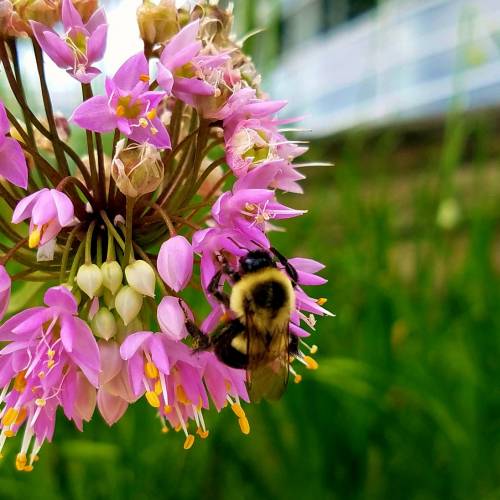 #bioPGH Blog: National Pollinator Week 2018