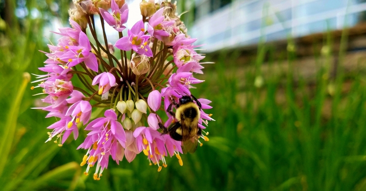 #bioPGH Blog: National Pollinator Week 2018 #bioPGH Blog: National Pollinator Week 2018