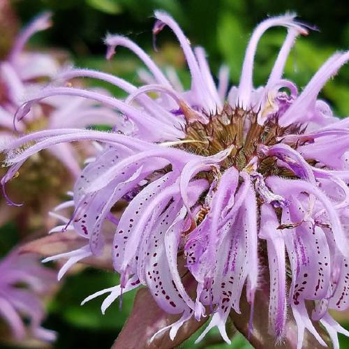 #bioPGH Blog: Wild Bergamot