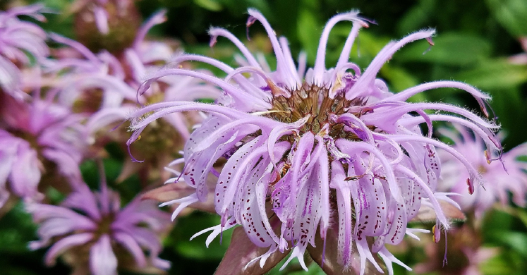 #bioPGH Blog: Wild Bergamot