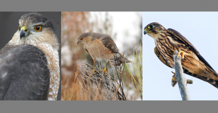 #bioPGH Blog: Coopers, and Sharpies, and Merlins - Oh My! #bioPGH Blog: Coopers, and Sharpies, and Merlins - Oh My!