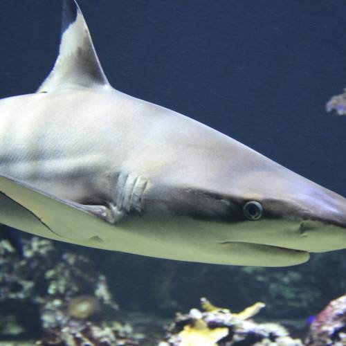 #bioPGH Blog: Shark Week 2020
