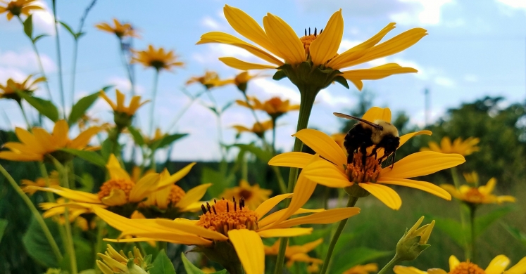 #bioPGH Blog: A Star of a Flower! #bioPGH Blog: A Star of a Flower!