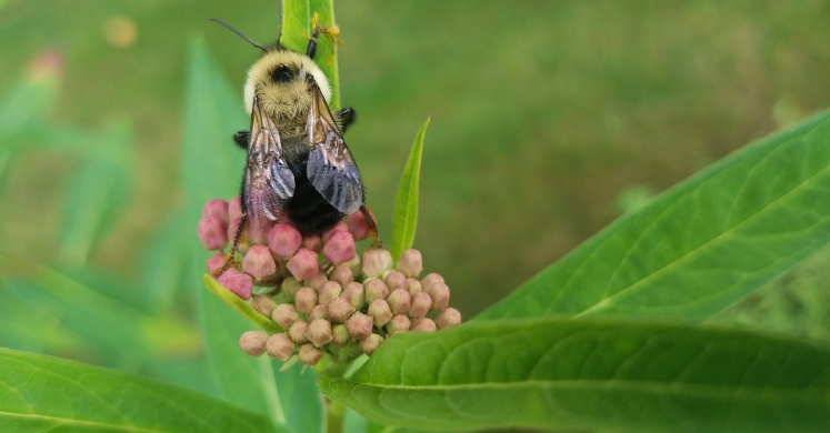 #bioPGH Blog: Celebrating Nature in 2019