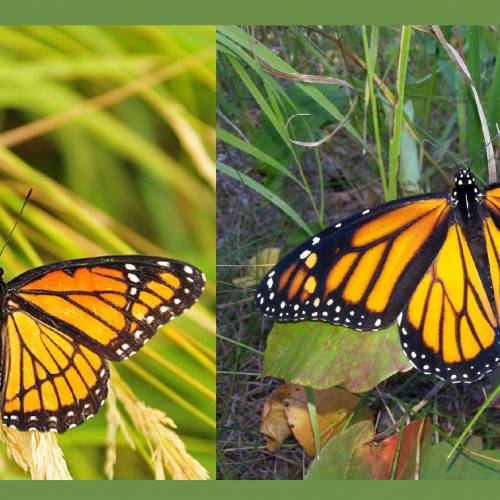 #bioPGH Blog: Mimicry - Nature’s Trick or Treat